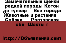 Замечательные щенки редкой породы Котон де тулеар  - Все города Животные и растения » Собаки   . Ростовская обл.,Шахты г.